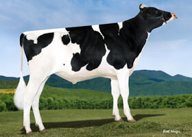 Hotshot182 (Hotshot x Halogen)