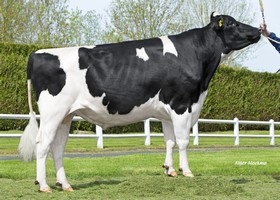Matt FR - M330 DE 0539063854
Pere: Battlecry
Prop: Genes Diffusion, 59. Douai (Fr.)
Photo: l'Aigle - 16 Mai 2019 - M1905051