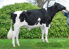 Nhalen - N155 DE 0540116286
Pere: Vanhalen
Prop: Genes Diffusion, 59. Doaui (Fr.)
Photo: Douai - 4 Janvier 2019 - M1901007