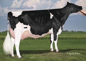 Cookiecutter Mog HANKER EX-94 - 3ème mère Cookiecutter Mog HANKER EX-94 - 3ème mère