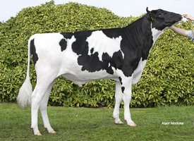 Romeo - R415      DE 0541060291
Pere: Discjockey
Prop: Genes Diffusion, 59. Douai (Fr.)
Photo: Douai - 9 Mars 2021 - M2103019