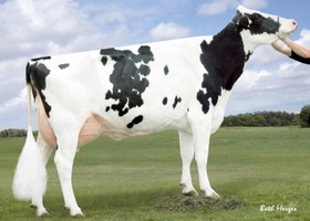Regancrest BRASILIA EX-92 - 4ème Mère