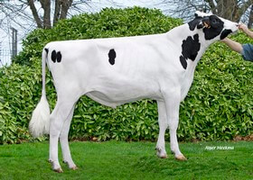 Nadir P - N147 FR 0117023496
Pere: Adagio P
Prop: Genes Diffusion, 59. Doaui (Fr.)
Photo: Douai - 4 Janvier 2019 - M1901006