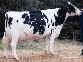Henkeseen M HILLARY EX 94 - 7ème Mère Henkeseen M HILLARY EX 94 - 7ème Mère