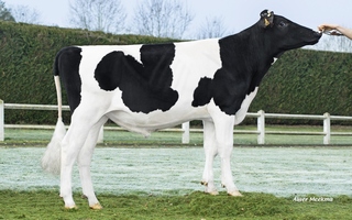 Tiburce      FR 0120228589
Pere: San Remo
Prop: Genes Diffusion, 59. Douai (Fr.)
Photo: l’Aigle - 15 Fevrier 2023 - M2302047