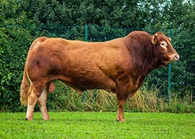 MAGNUM PGD (Esprit x Cyan PO)