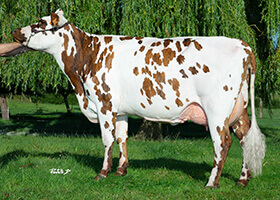 NONE (Jolfover), mère de PYLONE