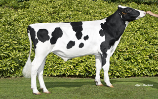 Vater P - V461      FR 1732918451
Pere: Surfer P
Prop: Genes Diffusion, 59. Douai (Fr.)
Photo: Douai - 6 Octobre 2025 - M2510031
Copyright: Alger Meekma