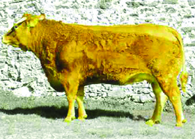 Fille d'IRIMI
