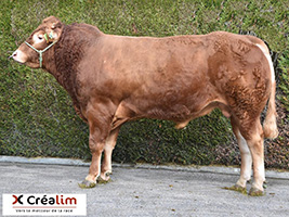 LORIENTAL (Bel Orient x Cesar)