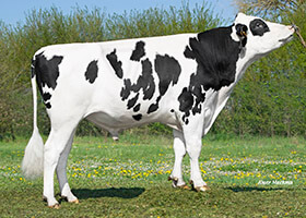 PORKY P (Adlon P x Abbott)