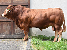 JAUREL (Chatelain x Safara)