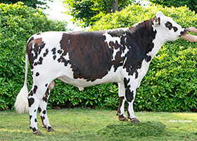 PRODIDGI (Nostradam x Ibernatus)