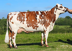 NIDGI (Ibernatus), mère de PRODIDGI, chez M. Jean-Michel Jehan (22) NIDGI (Ibernatus), mère de PRODIDGI, chez M. Jean-Michel Jehan (22)