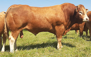 MERCURE MN (Festin x Clown)