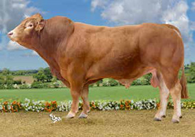 POUMBA (Engy x Icare)