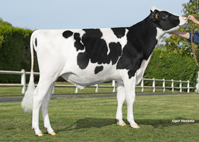 Tomeo FR 2716162022
Pere: Romeo
Prop: Genes Diffusion, 59. Douai (Fr.)
Photo: l’Aigle - 11 Octobre 2023 - M2310056