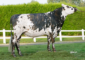 TOMMY BGT (Picasso x Ouijoli)
