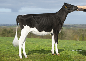 REVE ETL - Fille de OKEN - EARL Riou (29) REVE ETL - Fille de OKEN - EARL Riou (29)