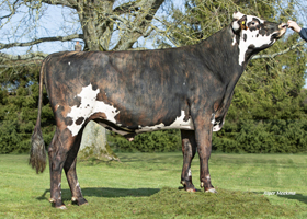 VAUPILLON (Solferino)