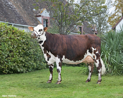 Samourai (Ouijoli), mère URIOS & VAUPILLON
