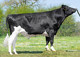 POP ETL PP (Adlon P x Archer P)