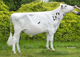 CAPJ Tiptop - T144 FR 2941263752
Pere: Rairiz
Prop: Genes Diffusion, 59. Douai (Fr.)
Photo: Douai - 15 Mai 2023 - M2305032
