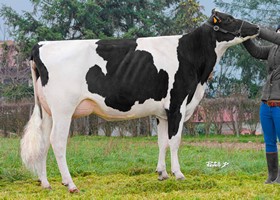 MAT QUEEN B+83 - Mère d'OBLACK
