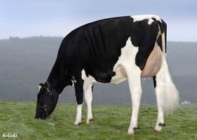Buttighofer Beacon QUEEN TB 85 - 2ème mère d'OBLACK