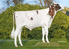 Scoop Red - S813 FR 4243244664
Pere: Global Red
Prop: Genes Diffusion, 59. Douai (Fr.)
Photo: Douai - 14 Fevrier 2023 - M2302027