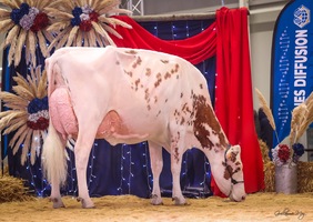 NIGHT RED de la Liègue EX 94, 2ème mère NIGHT RED de la Liègue EX 94, 2ème mère