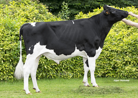 Favi Upodo - U307 FR 4243545505
Pere: Supra
Prop: Genes Diffusion, 59. Douai (Fr.)
Photo: Douai - 1 Juillet 2024 - M2407001