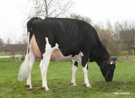 Neerduist CHERSO TB 86, 5ème mère Neerduist CHERSO TB 86, 5ème mère