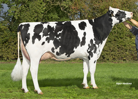 REINE FIGA TB 85, 2ème mère