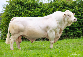 MELOMAN (Hamel x Etrange)
