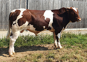 RAMBO (Navarro x Flaneur)