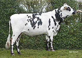 Trakeur FC      FR 4939341065
Pere: Pygmalion
Prop: Genes Diffusion, 59. Douai (Fr.)
Photo: La Roche sur Yon - 12 Mars 2024 - M2403046