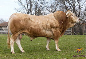 GAELIC (Velours x Leo)