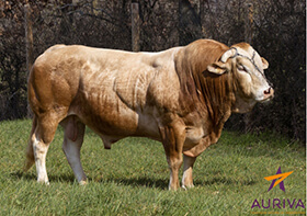GAELIC (Velours x Leo)