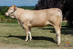 8602, fille de GAELIC
