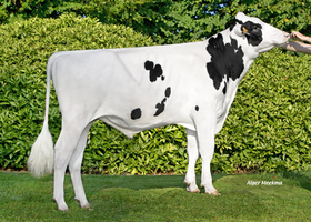 Nobility - N532 FR5455469066
Pere: Deacon
Prop: Genes Diffusion, 59. Douai (Fr.)
Photo: Douai - 10 Octobre 2018 - M1810035