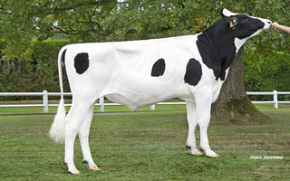Valentino      FR 5502872908
Pere: Thelo
Prop: Genes Diffusion, 59. Douai (Fr.)
Photo: l’Aigle - 24 Septembre 2025 - M2509084
Copyright: Alger Meekma