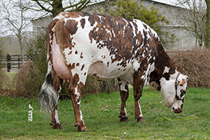 3014, fille de MILKO au Gaec Du Bosc Fauvel (76)