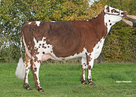 Upsilon (Paco BGT), mère de ATTILA LRV