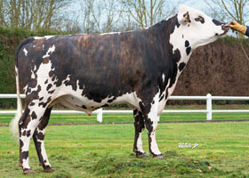 MILLE DT (Jibraltar x Guarana)