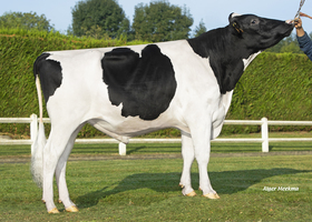 Pumpkin FR 6125092972
Pere: Adlon P
Prop: Genes Diffusion, 59. Douai (Fr.)
Photo: L'Aigle - 21 Octobre 2020 - M2010095