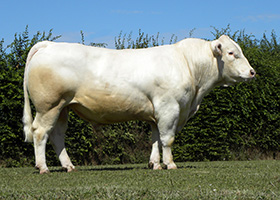 NIKY P (Iceberg PP x Calogero)