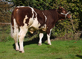 LASKO (Hidol x Sultan)