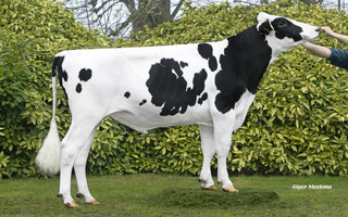 Adidas - A505      FR 7233532514     
Pere: EBA Ted RF
Prop: Genes Diffusion, 59. Douai (Fr.)
Photo: Douai - 23 Mars 2026 - M2603102
Copyright: Alger Meekma