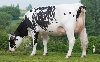 FLEUR des Grilles EX 91, 6ème mère